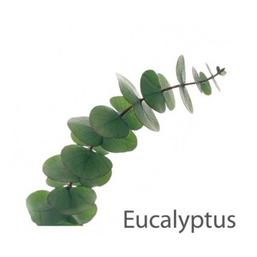 Aroma Eucalyptus 1 litre